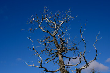 Spooky dead tree with bare twisted branches shot against a blue sky