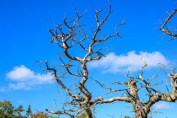 tree branches against blue sky