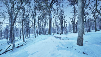Fototapeta premium A quiet winter scene features tall trees draped in white snow under a clear blue sky. The landscape is peaceful, casting a chilly yet beautiful vibe typical of the season.