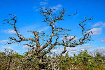 Dead tree against blue sky shot in Gros  Morne National Park
