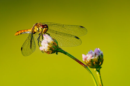 Libelle