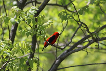 Scarlet Tanager in a Tree