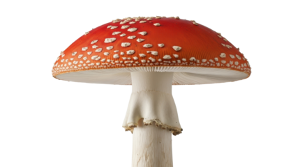 Amanita muscaria mushroom with red cap and white spots isolated PNG with Transparent Background