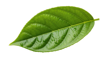 Green leaf close-up with water drops isolated PNG with Transparent Background
