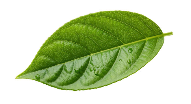 Green leaf close-up with water drops isolated PNG with Transparent Background