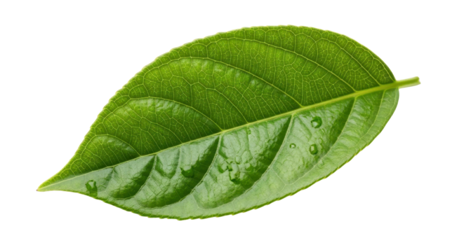 Green leaf close-up with water drops isolated PNG with Transparent Background - Powered by Adobe