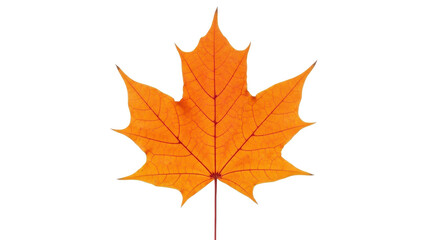 Orange maple leaf isolated PNG with Transparent Background