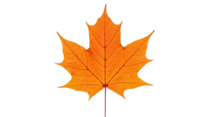 Orange maple leaf isolated PNG with Transparent Background