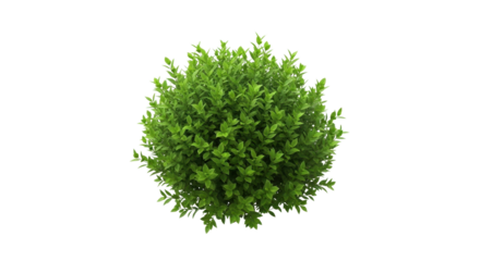 Green boxwood shrub plant top view isolated PNG with Transparent Background