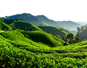 Lush green tea fields cascading down scenic hills, vibrant plantation landscape under clear sky, isolated on transparent background, PNG