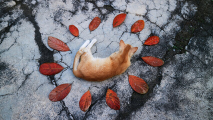 Orange cat with autumn leaves 