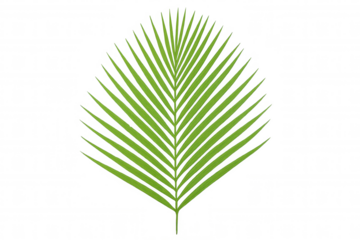 Green palm frond isolated, bringing a feeling of vacation, freshness, and nature. Ideal design element with transparent background