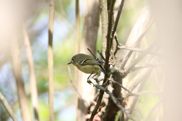 ruby crowned kinglet bird perched in tree 