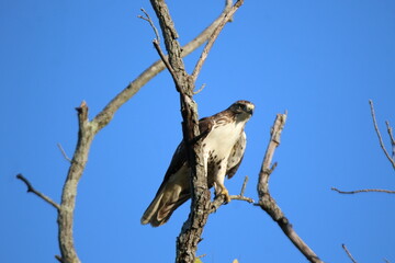 red tailed hawk hunting in a tree 