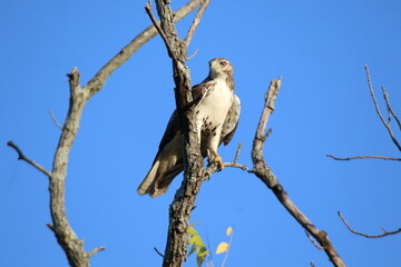 red tailed hawk hunting in a tree 