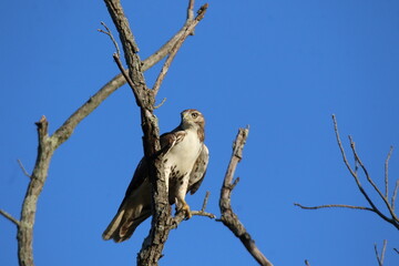 red tailed hawk hunting in a tree 