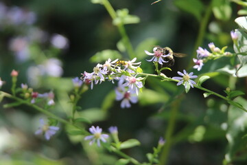 pollinator bees feeding on wildflowers 