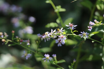 pollinator bees feeding on wildflowers 