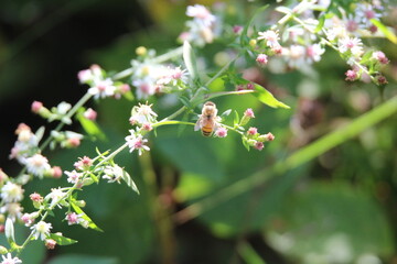 pollinator bees feeding on wildflowers 