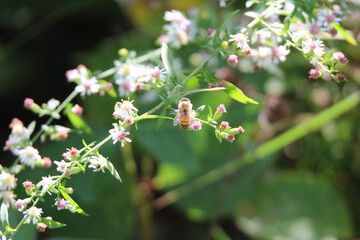 pollinator bees feeding on wildflowers 