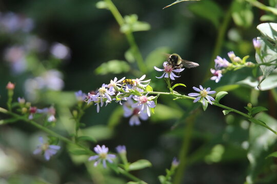 pollinator bees feeding on wildflowers 
