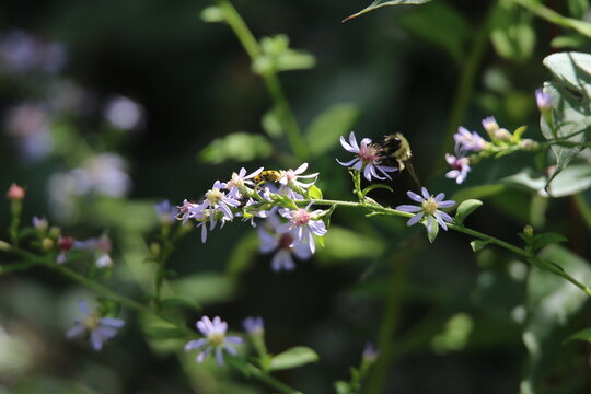 pollinator bees feeding on wildflowers 