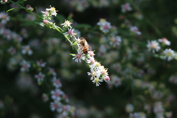 pollinator bees feeding on wildflowers 