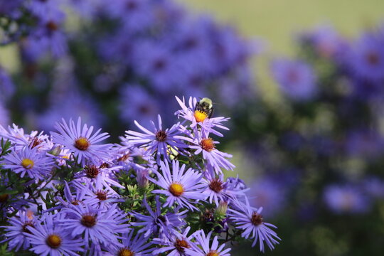 pollinator bee feeding on a purple flower 