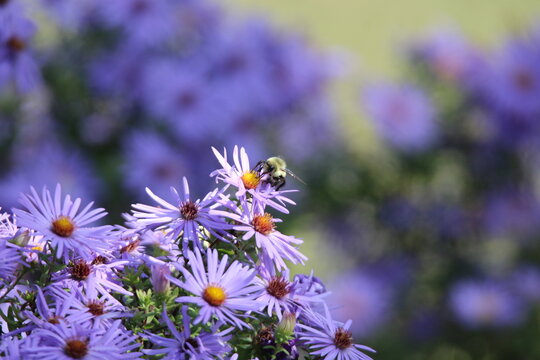 pollinator bee feeding on a purple flower 