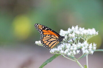 Obraz premium monarch butterfly feeding on a white flower 
