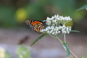 monarch butterfly feeding on a white flower 