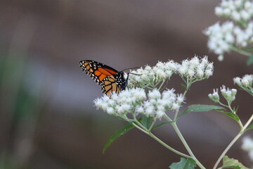 monarch butterfly feeding on a white flower 