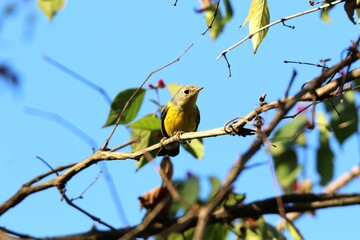 magnolia warbler bird looking at the camera