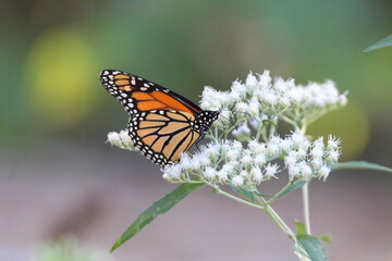Fototapeta premium monarch butterfly feeding on a white flower 