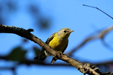 magnolia warbler bird in a tree 