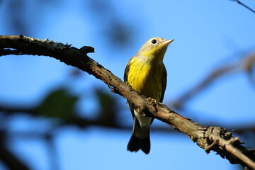 magnolia warbler bird in a tree 