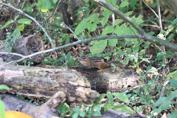 eastern chipmunk feeding on the forest floor 