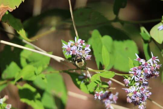 bumblebee feeding on a colorful flower 