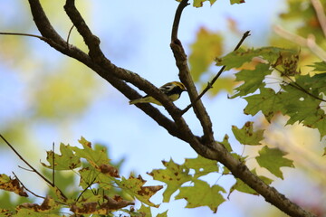black throated green warbler bird 