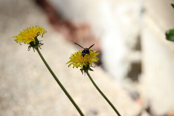 bald faced wasp hornet feeding on a dandelion 