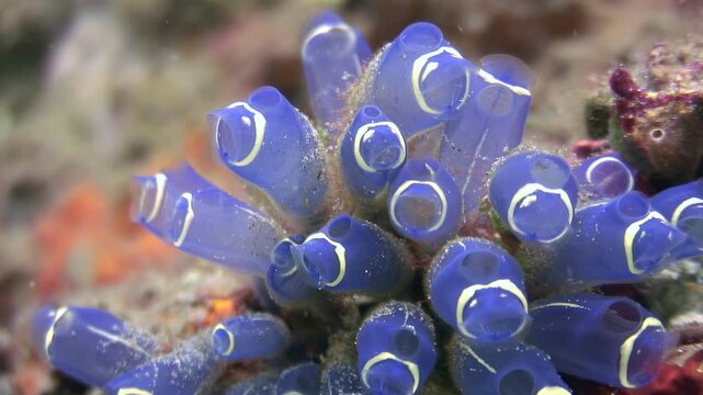 Witness the captivating beauty of vibrant blue tunicates gracefully swaying beneath the surface. Taken in the pristine waters of the Philippines during the early morning.