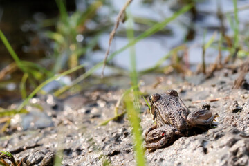 Brown frog on muddy ground near a pond, wide macro view