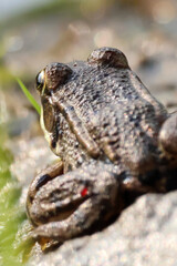 Macro detail of a brown frog skin and eye texture, close-up wildlife photo