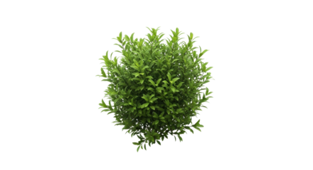 Round shaped bush with green leaves isolated PNG with Transparent Background