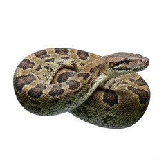 Fototapeta premium anaconda snake isolated on transparent background
