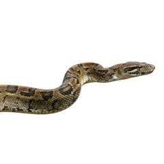 Fototapeta premium anaconda snake isolated on transparent background