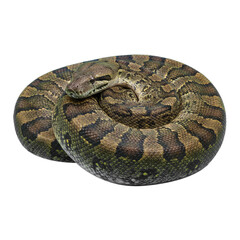 Obraz premium anaconda snake isolated on transparent background