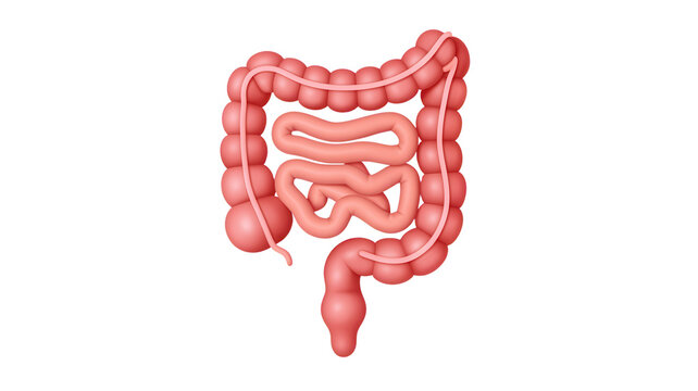 Digestive health concept showing the large and small intestines, perfect for health, medical, and educational content about gastroenterology and internal organs