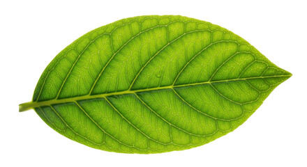 Obraz premium Single fresh green leaf close-up for nature concept isolated PNG with Transparent Background