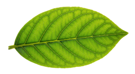 Single fresh green leaf close-up for nature concept isolated PNG with Transparent Background